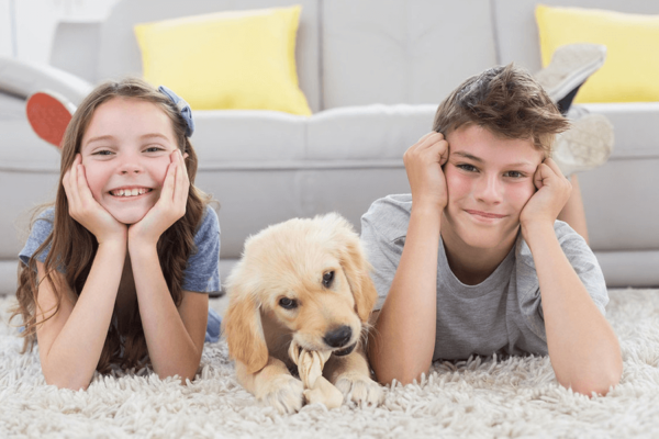 Pet Odor Removal For Carpet by Great Western Carpet Care