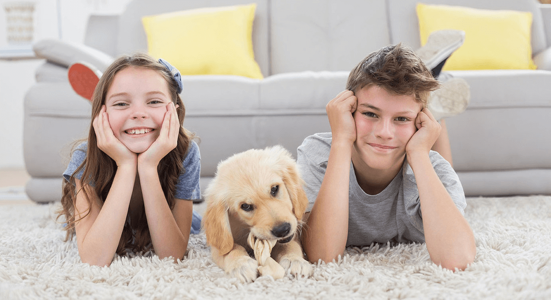 Dog Urine Odor Removal by Great Western Carpet Care