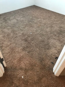 Before And After Gallery - image 0541 orig by Great Western Carpet Care