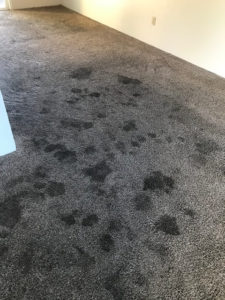 Before And After Gallery - image 0914 orig by Great Western Carpet Care