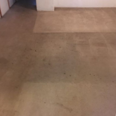 Professional Carpet Cleaning Near Me - premium carpet cleaning before stain removal by Great Western Carpet Care