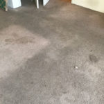Carpet Cleaning Photo Gallery - 58336027770 b34ea695 b4a6 4b2e 96b5 908c769d by Great Western Carpet Care