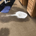 Carpet Cleaning Photo Gallery - image 0567 orig by Great Western Carpet Care