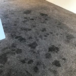 Carpet Cleaning Photo Gallery - image 0914 orig by Great Western Carpet Care