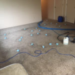 Carpet Cleaning Photo Gallery - image 2374 1 orig by Great Western Carpet Care