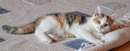 Non Toxic Carpet Cleaning Questions by Great Western Carpet Care